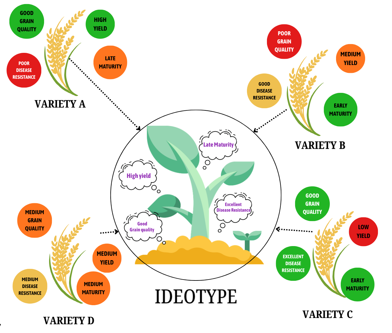 The concept of Ideotype